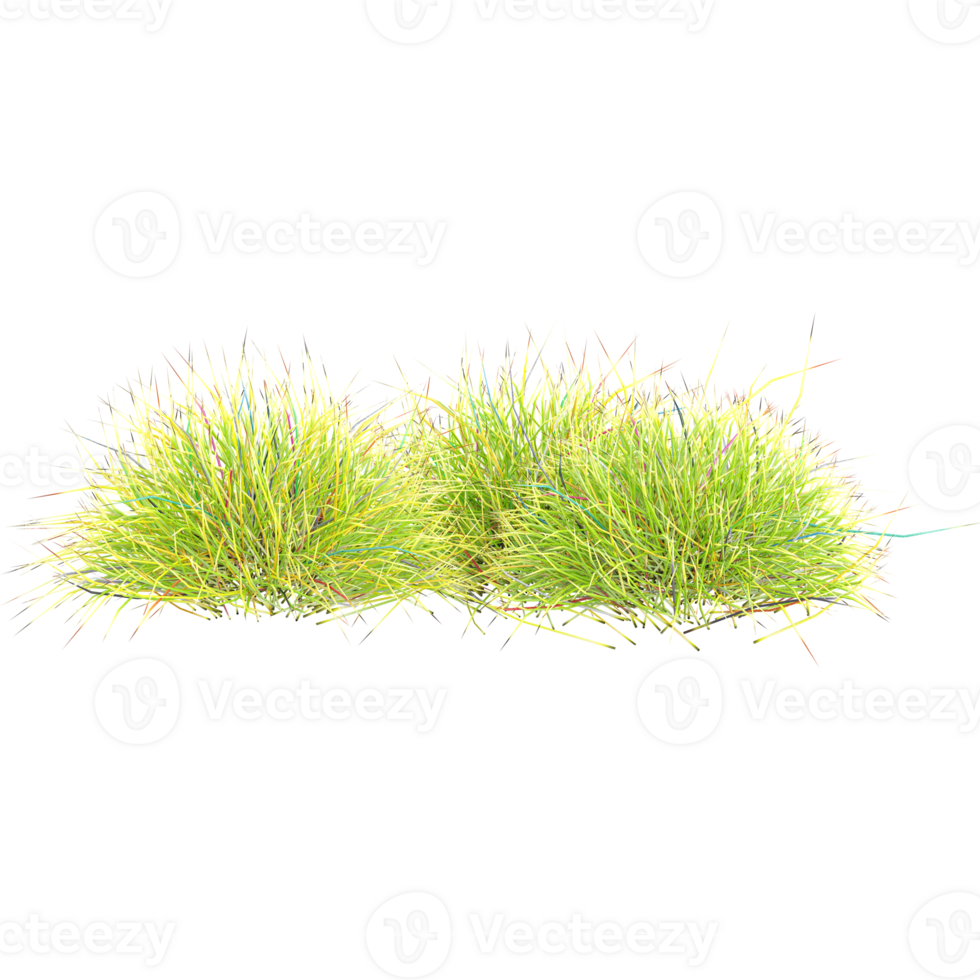 3d illustration of Eleocharis acicularis grass isolated on transparent canvas png