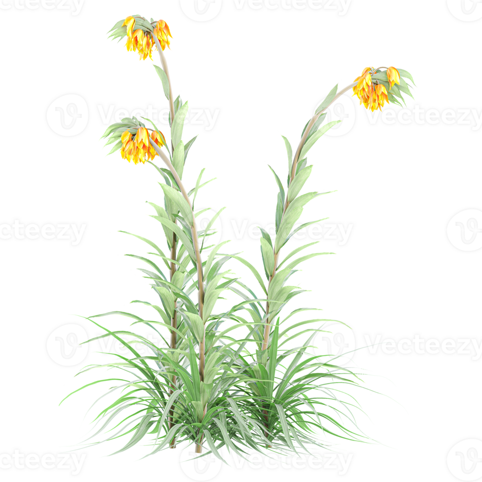 3d Rendering Of Crown imperial plant With Transparent Canvas png