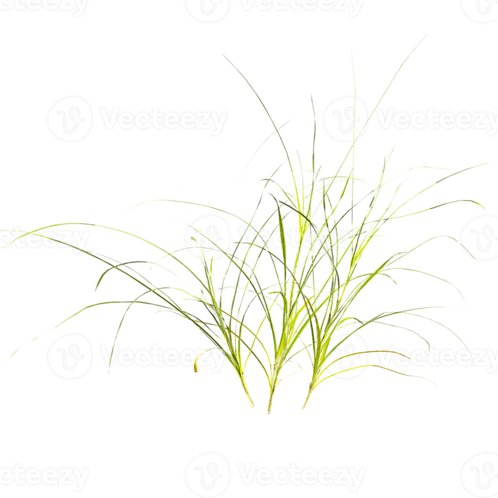 3d illustration of Sedges grass isolated on transparent canvas png
