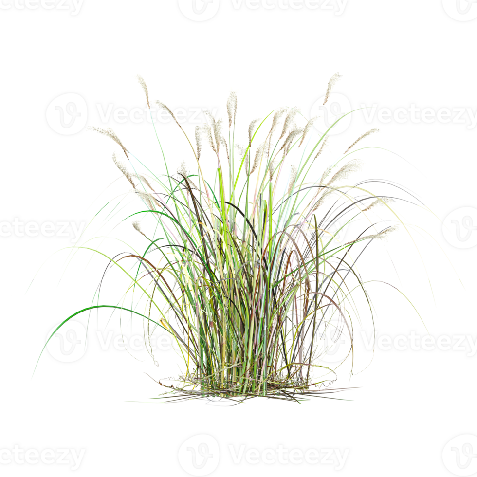 3d rendering of Cogon grass on isolated canvas png