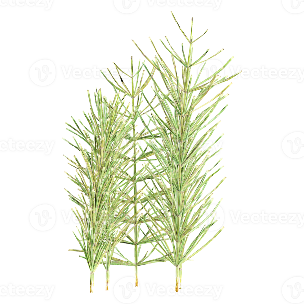 3d Rendering Of Field horsetail Plant With Transparent Canvas png