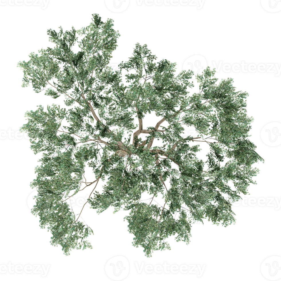 3d illustration of Eucalyptus plant isolated on transparent Canvas from top view png