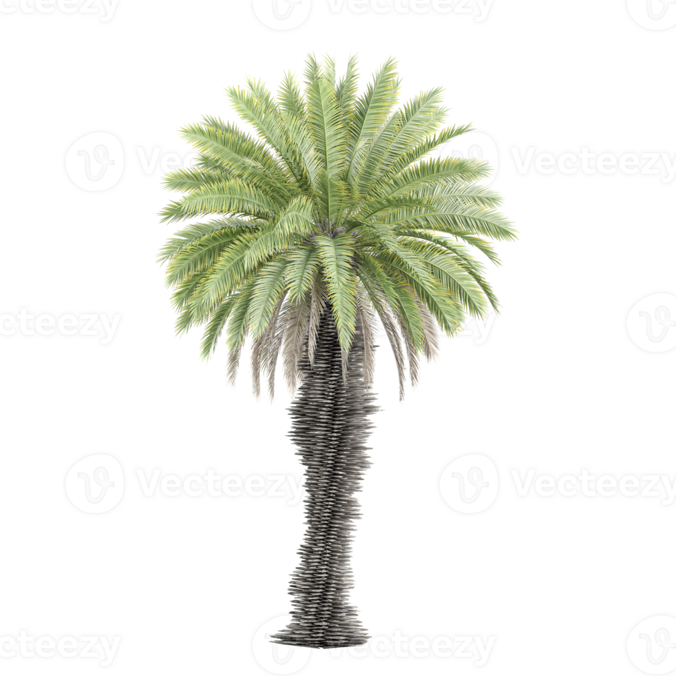 3d illustration of Phoenix theophrasti Plant isolated on transparent canvas png