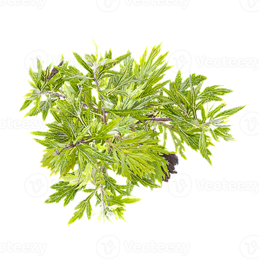 3d Rendering Of Canada goldenrod plant With Transparent Canvas from top view png