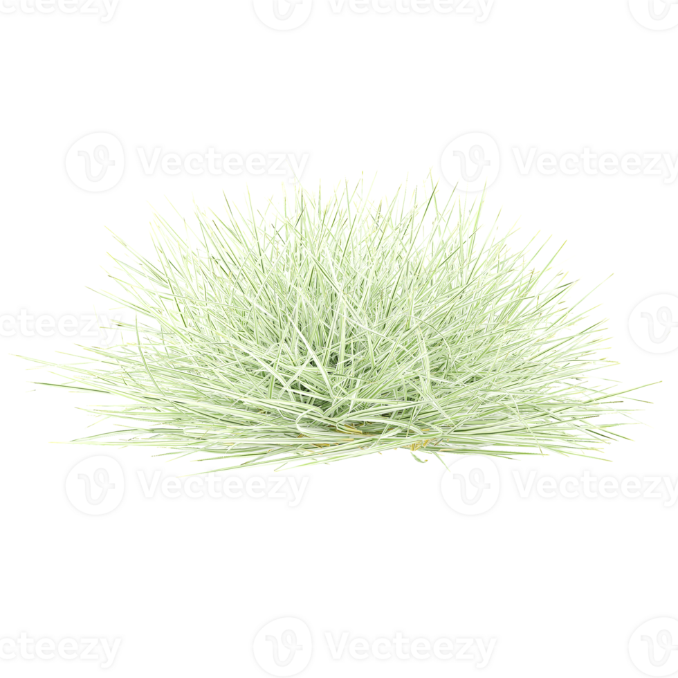 3d illustration of Festuca glauca grass isolated on transparent Canvas png