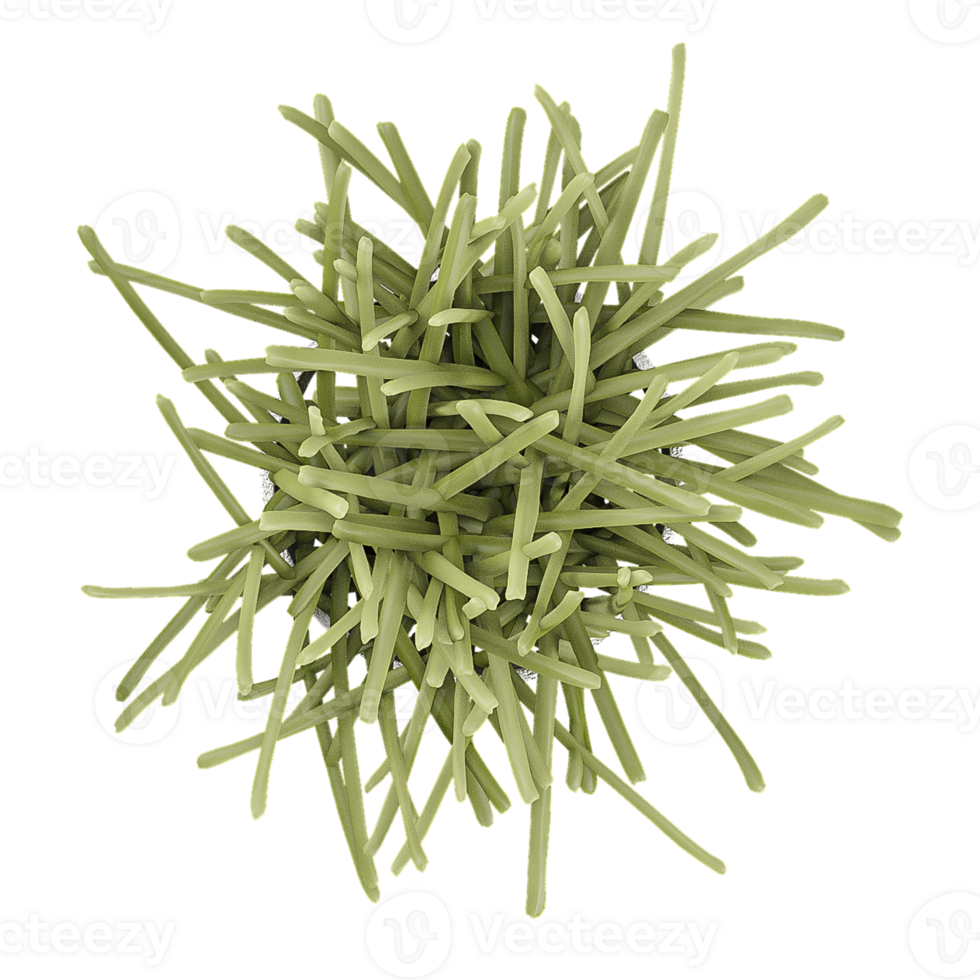 3d Rendering Of Green bean in pot With Transparent Canvas from top view png