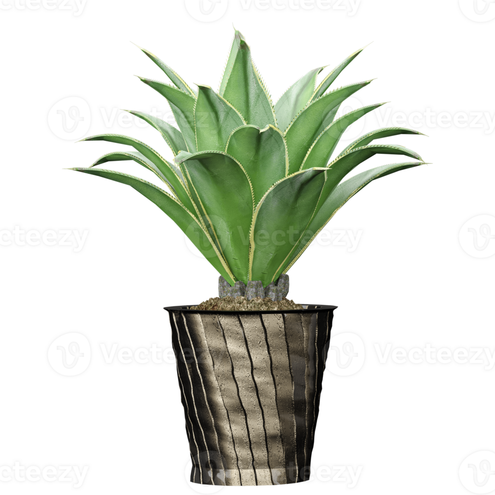 3d illustration of Agave chiapensis plant isolated on transparent canvas png