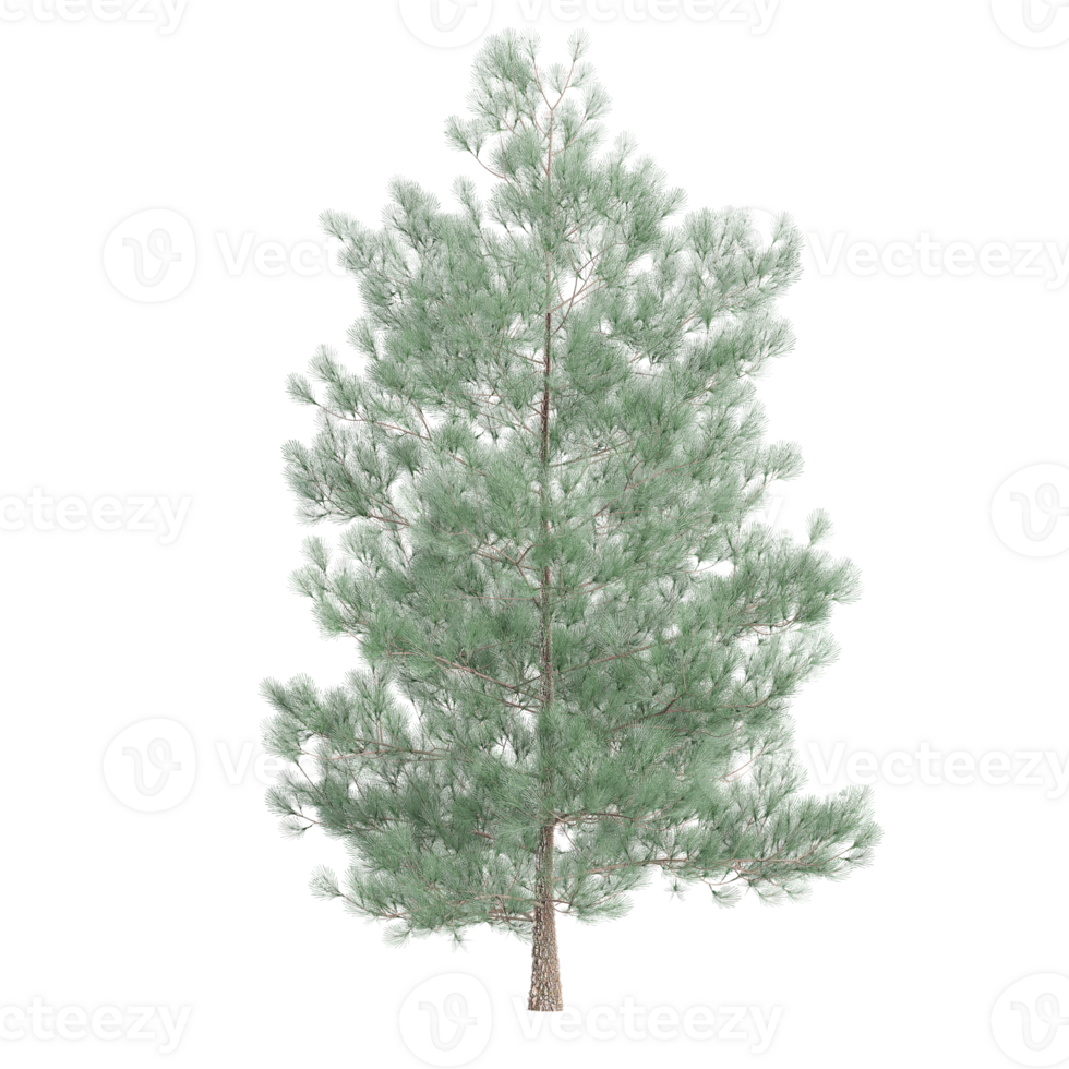 3d illustration of Pinus pinaster tree isolated on transparent canvas png