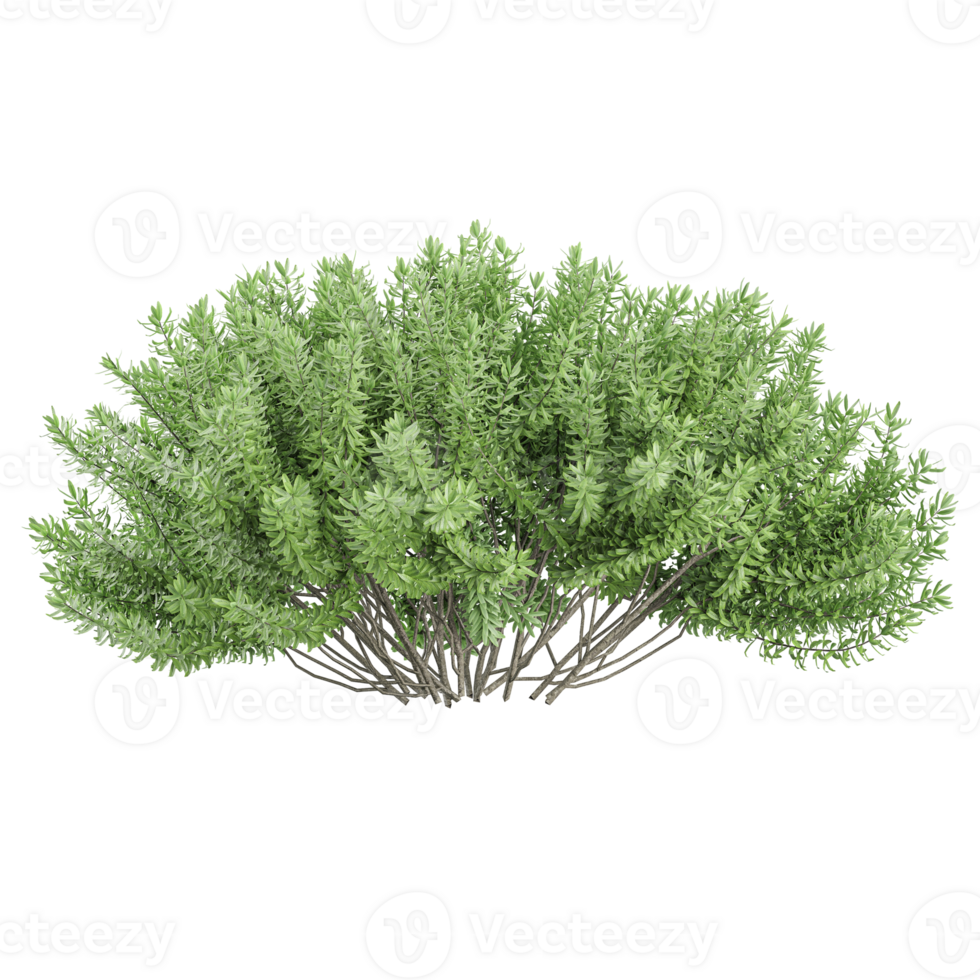 3d illustration of Rosemary flower Plant isolated on transparent canvas png