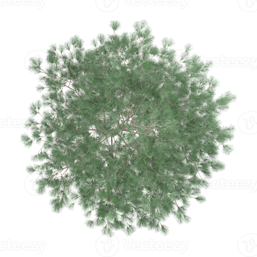 Topview of olive Tree in transparent Canvas png