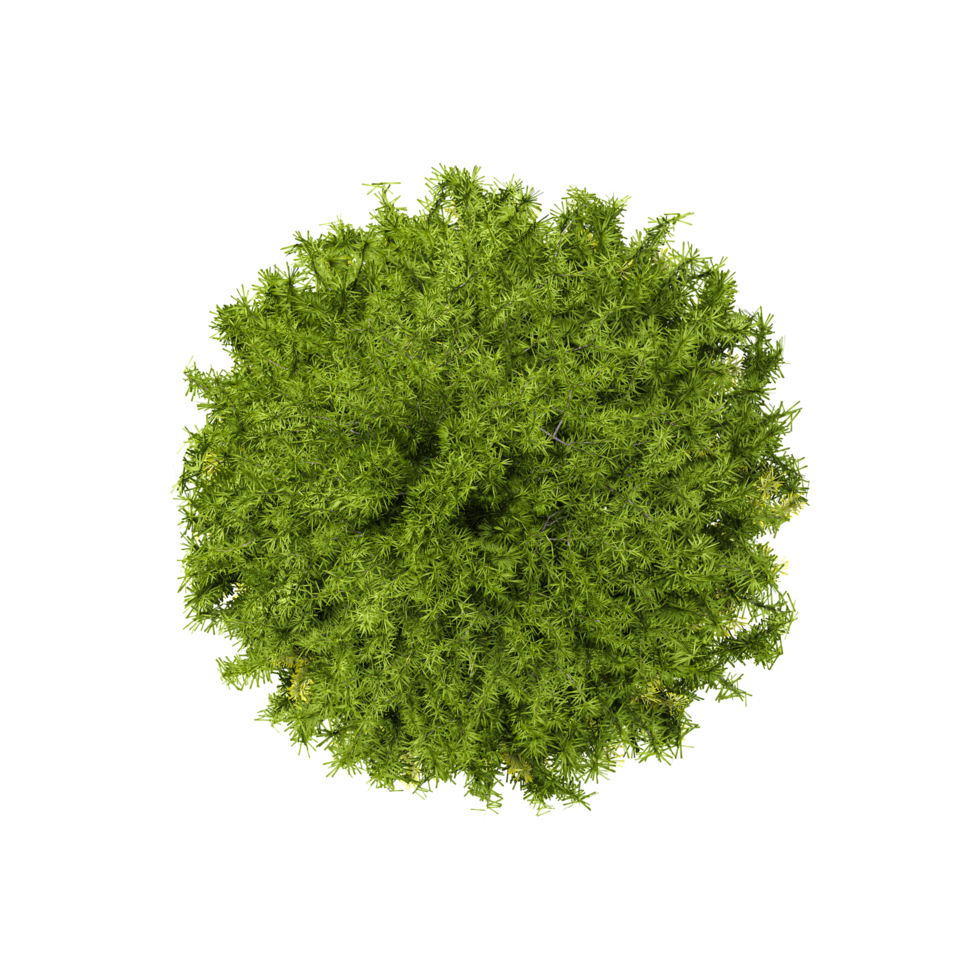 Topview of Sprenger's asparagus plant with plant isolated on transparent Canvas png