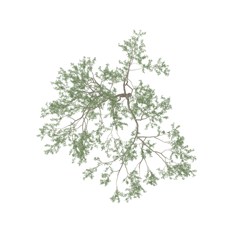 Green Cherry Tree isolated on transparent Canvas from top view png