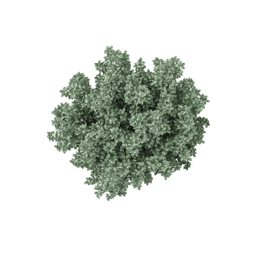 Green beautiful Silverberry Tree isolated on Canvas from top view png