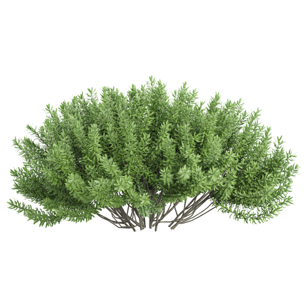 3d rendering of juniper plant isolated on transparent Canvas png