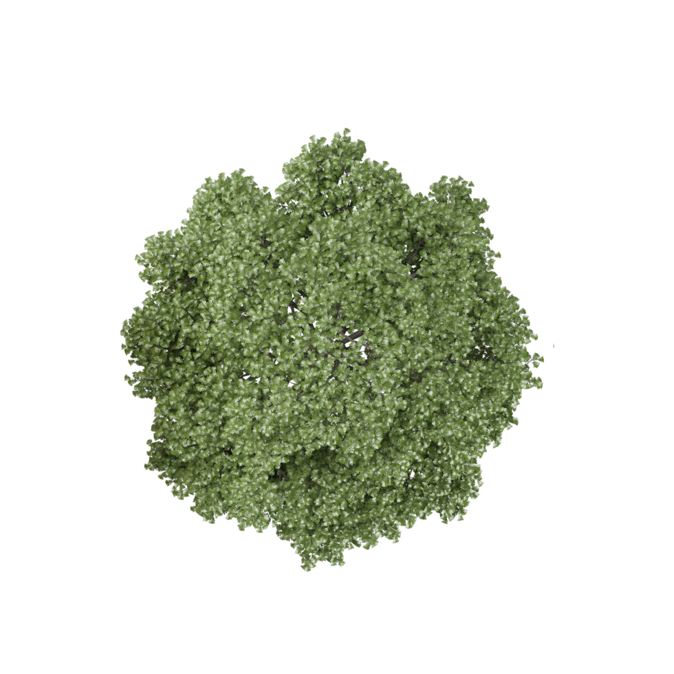 From the topview of Lindens plant on isolated Canvas png