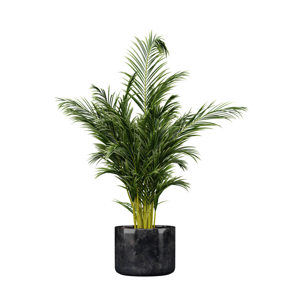 collection of Areca palm Plant isolated on transparent Canvas png