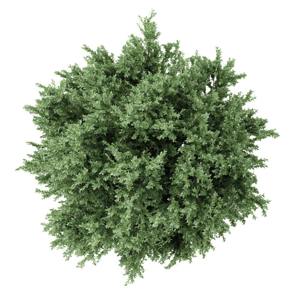 3d illustration of European ash trees isolated on transparent Canvas from top view png