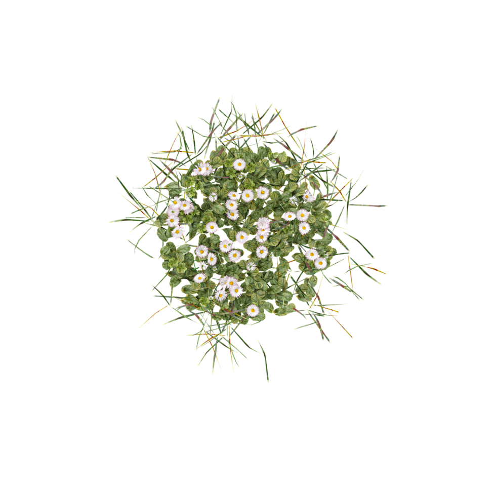 From the topview of grass on isolated Canvas png