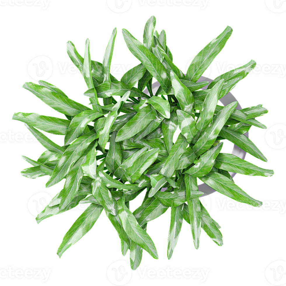 3d Rendering Of Lucky bamboo Plant in pot With Transparent Canvas from top view png