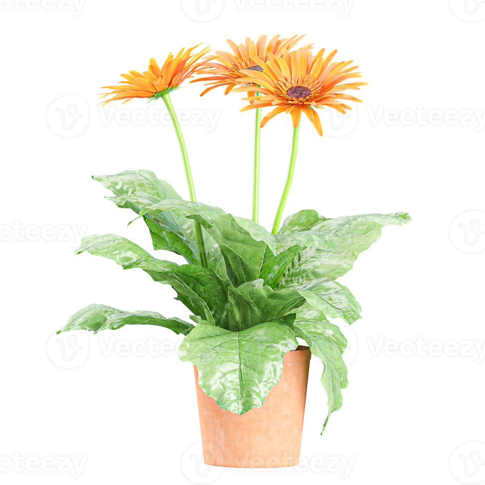 collection of Barberton daisy Indoor Plant in pot isolated on transparent Canvas png