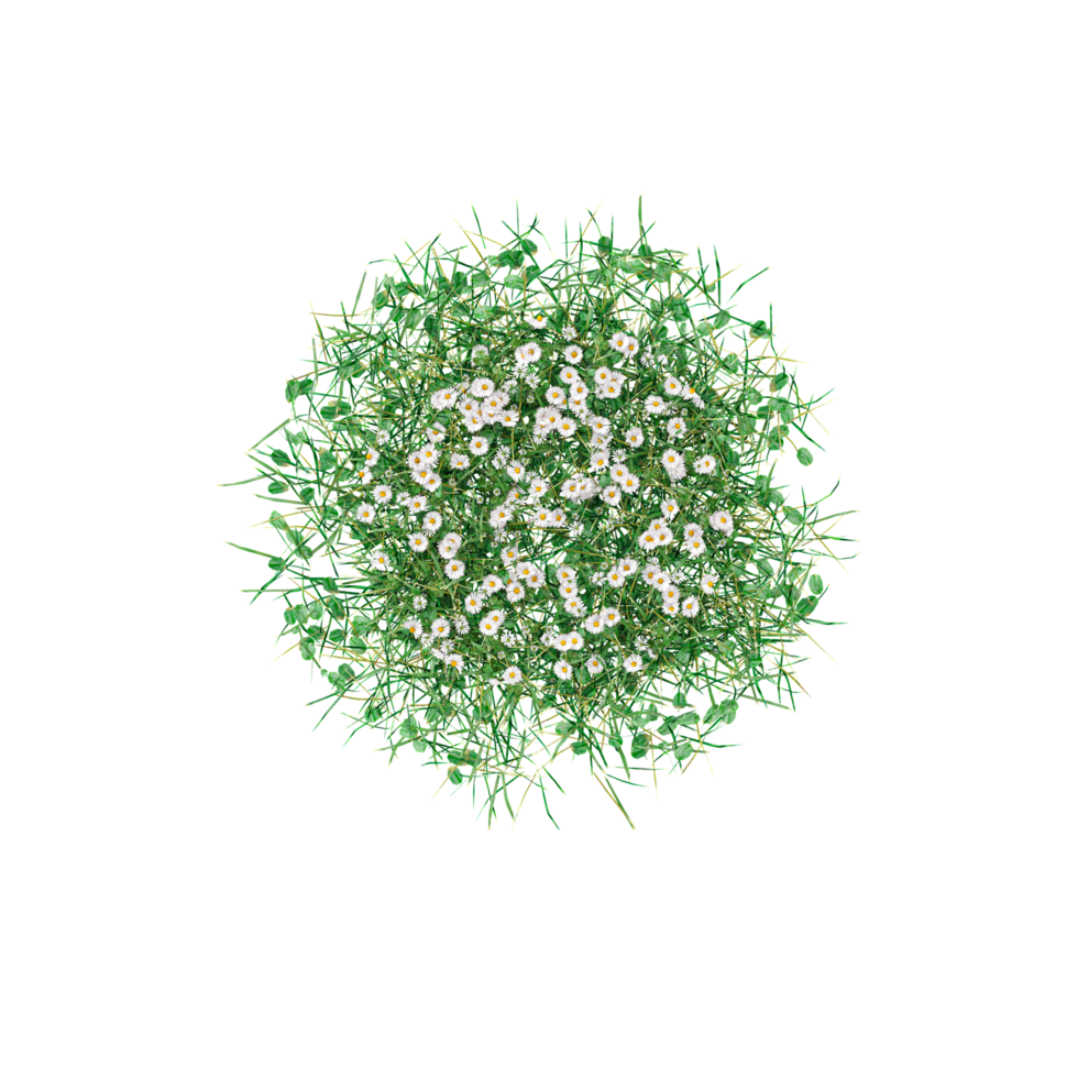 Topview of grass in transparent Canvas png