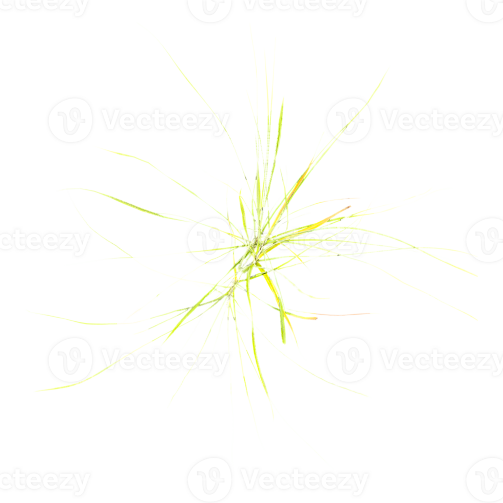 3d illustration of grass isolated on transparent canvas from top view png