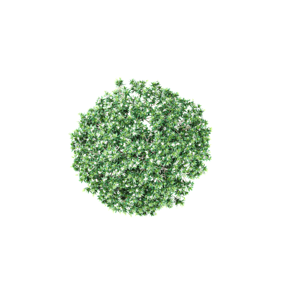 collection of Tabernaemontana divaricata Plant isolated on transparent Canvas from the top view png
