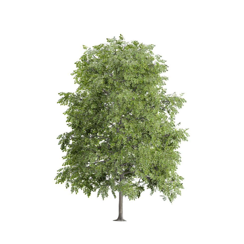 3d Rendering Of Fraxinus Tree With Transparent Canvas png
