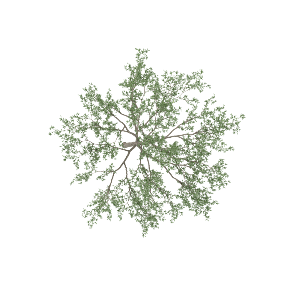collection of Cherry Tree with realistic style from top view png