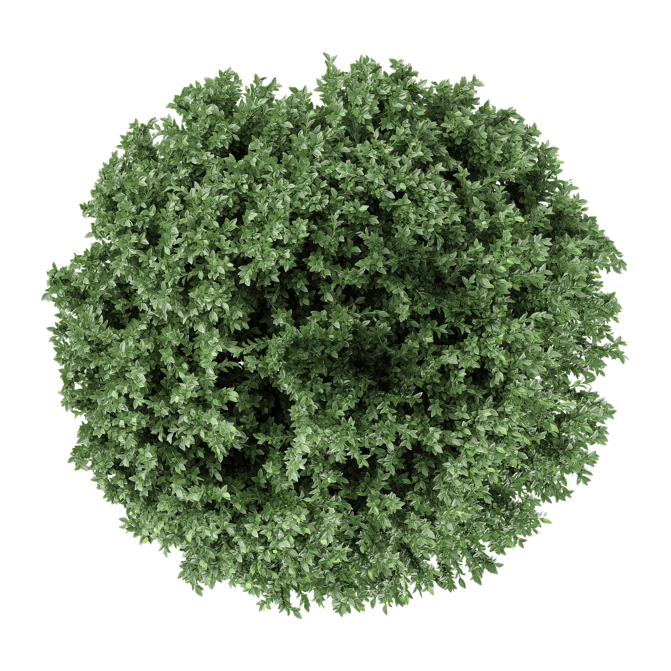 3d illustration of Juniper trees isolated on transparent Canvas from top view png