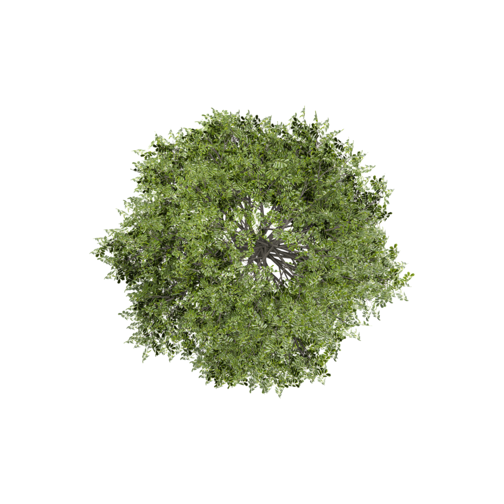 Fraxinus tree on isolated Canvas from the top view png