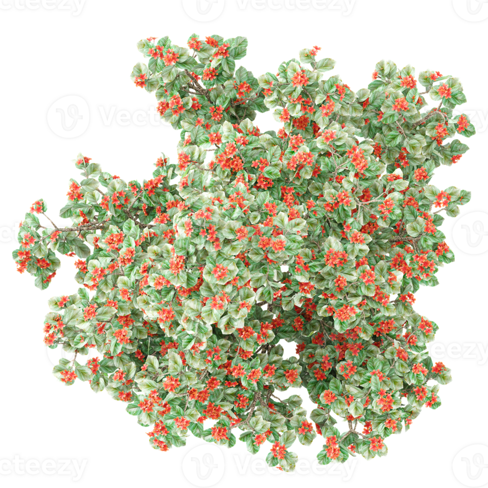 collection of Corymbia tree with red flower with realistic style png