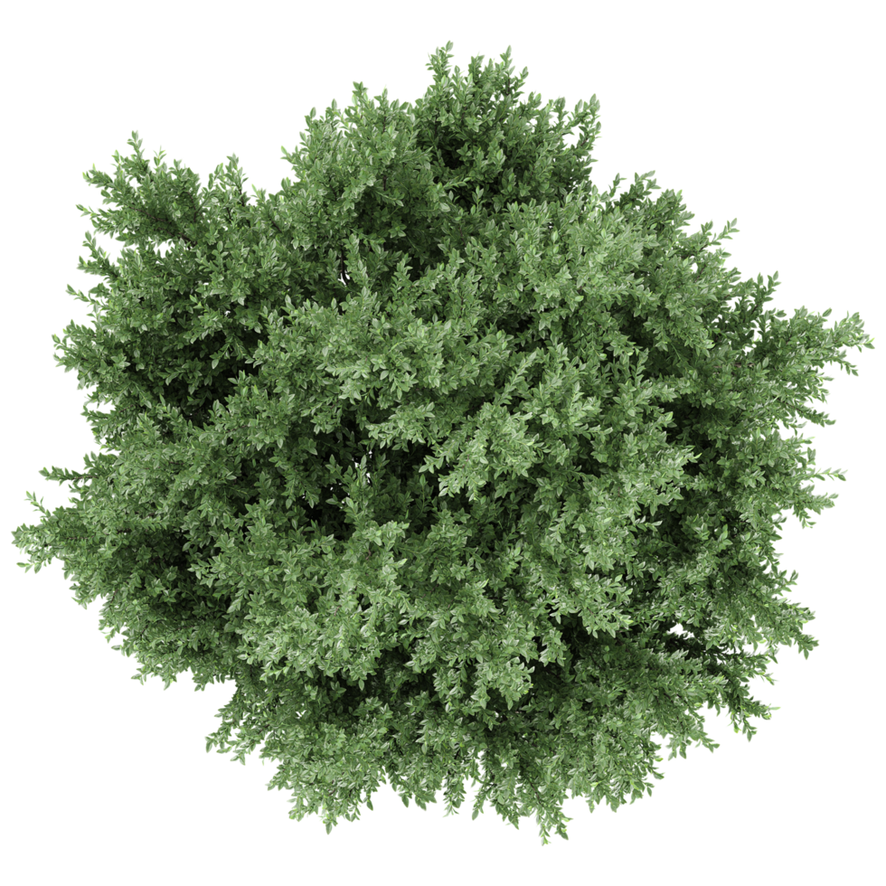 collection of Juniper plant isolated on transparent Canvas from the top view png