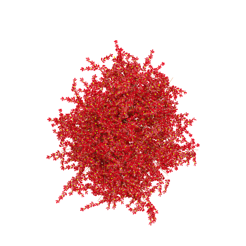 Topview of Autumn bush in transparent Canvas png