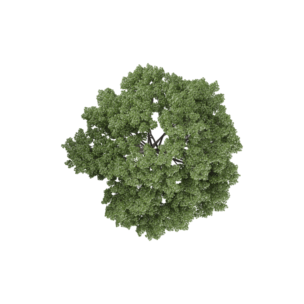 tree top view, 3d illustration, transparent background png