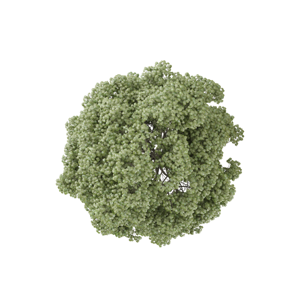 Topview of Plane Treein transparent Canvas png