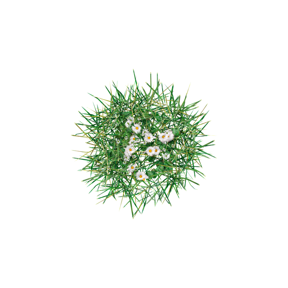 Topview of grass isolated on transparent Canvas png