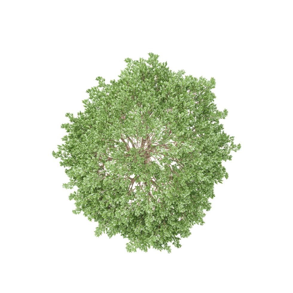 Topview of crack willow tree in transparent Canvas png