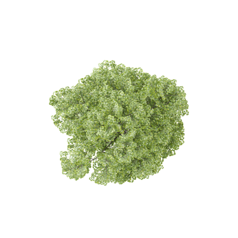 3d rendering of Luxuriant tree from the topview png