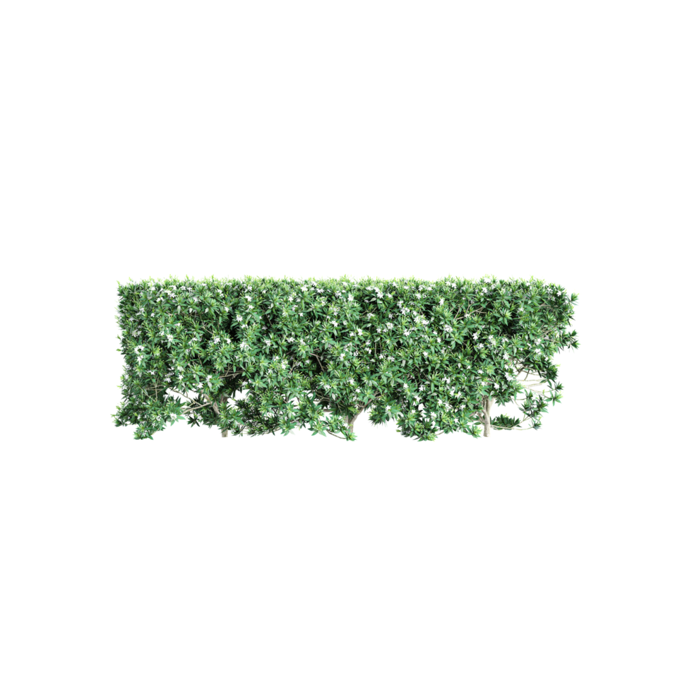 Green Tabernaemontana divaricata Plant isolated on transparent Canvas png