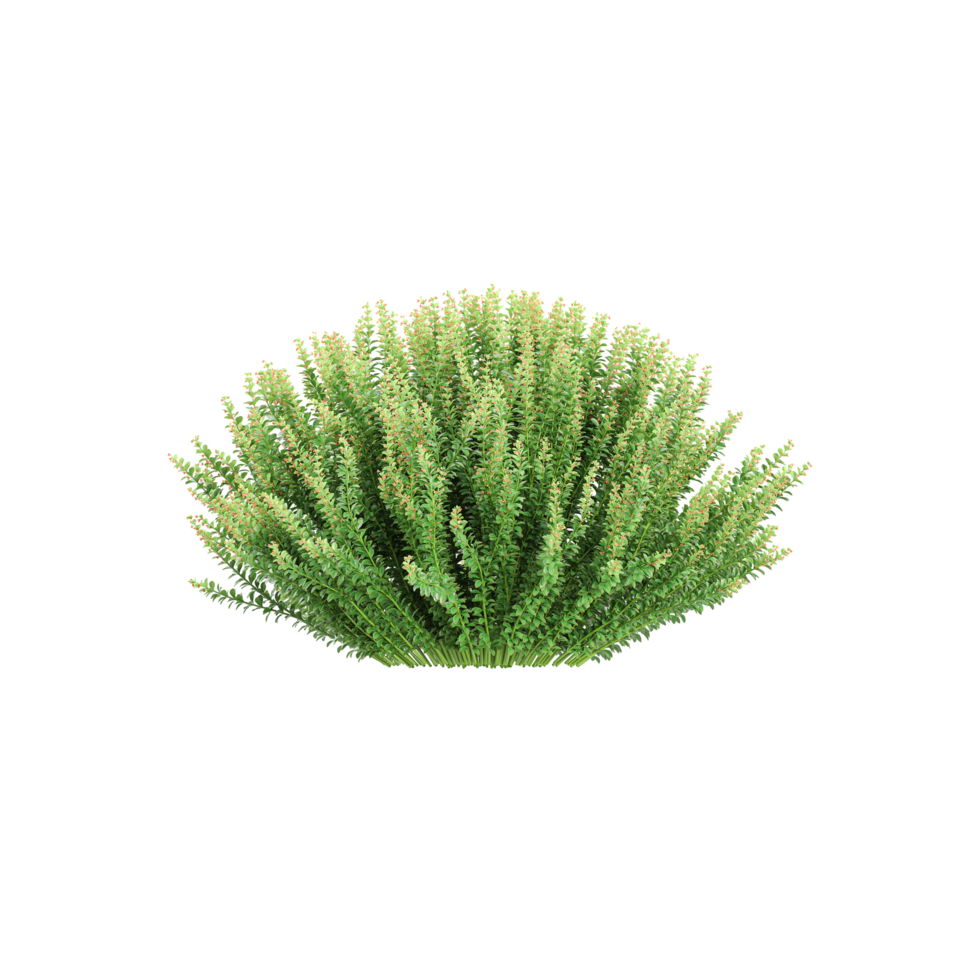 3d illustration of Fern plant isolated on transparent canvas png