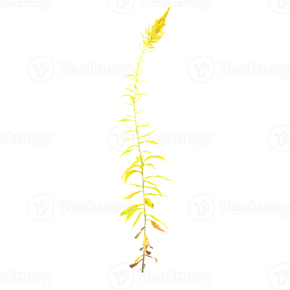 3d Rendering Of Canada goldenrod plant With Transparent Canvas png