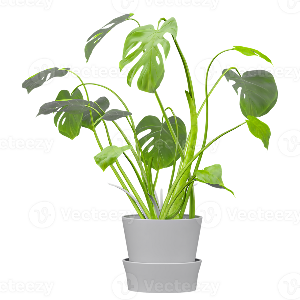 3d illustration of Swiss cheese plant isolated on transparent canvas png