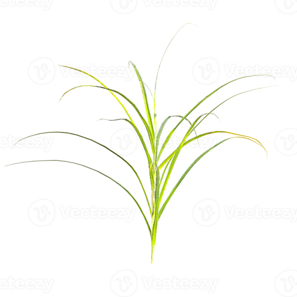 3d Rendering Of grass With Transparent Canvas png