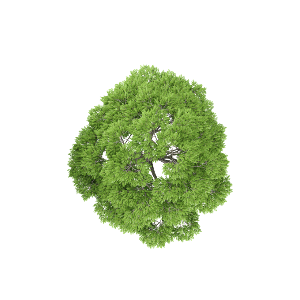 Top view of rack willow Plant isolated on transparent Canvas png
