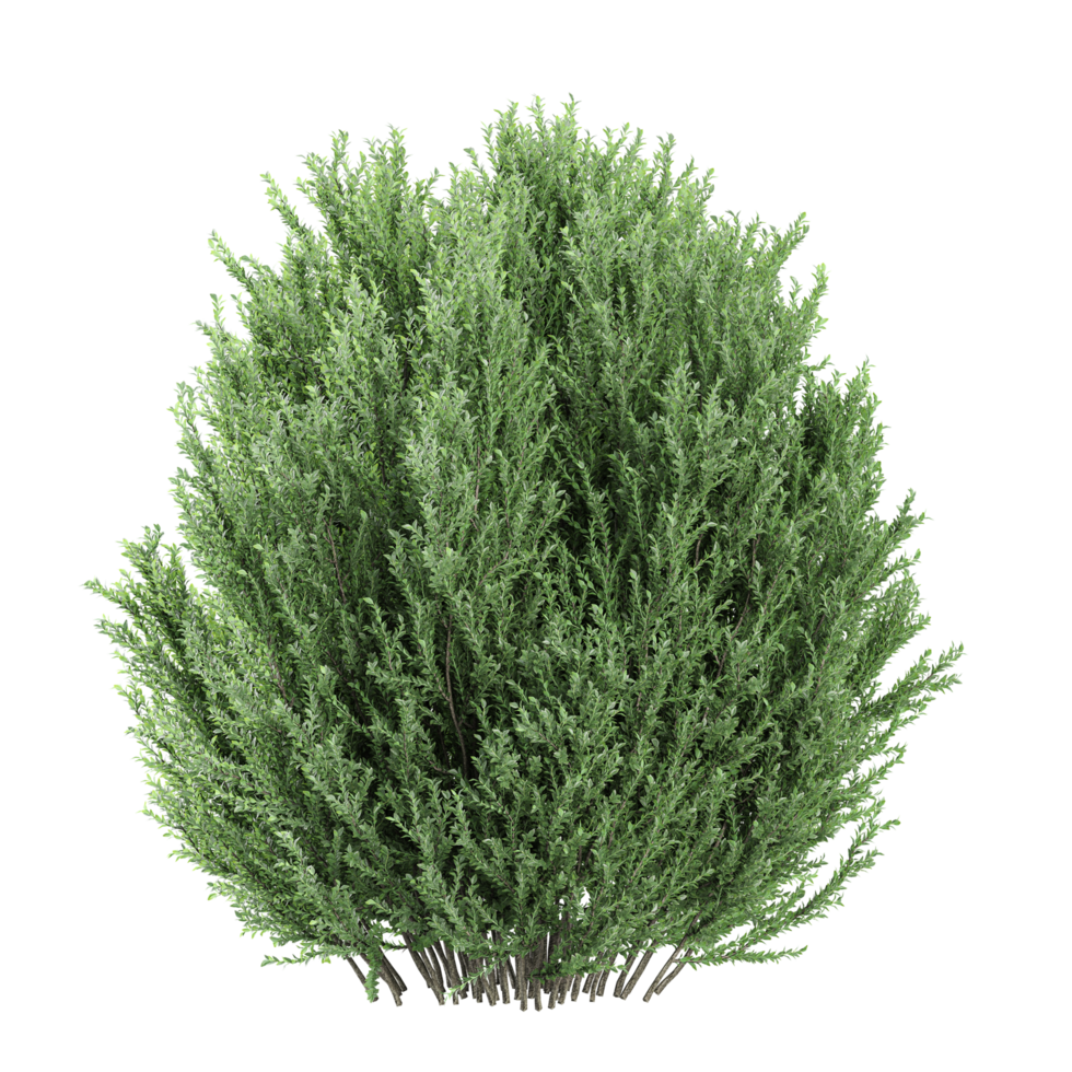 collection of Lemon cypress plant isolated on transparent Canvas png