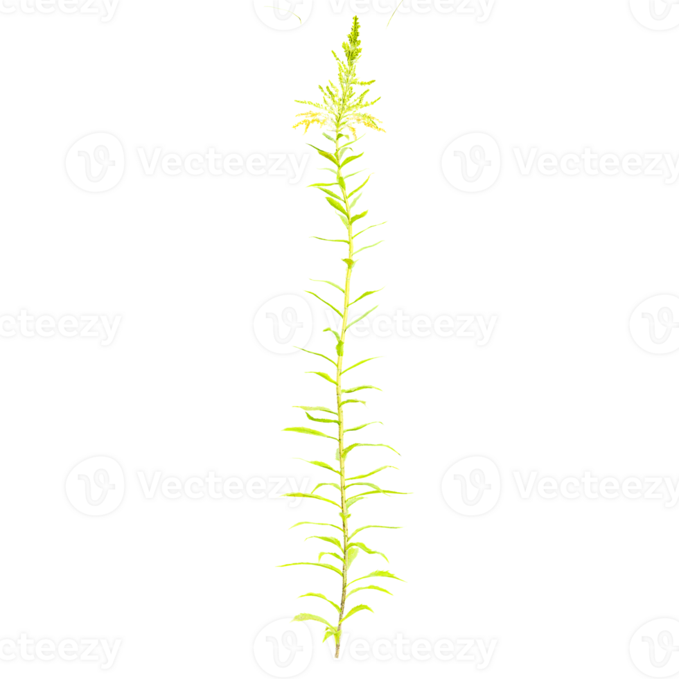 3d illustration of Canada goldenrod Plant isolated on transparent canvas png