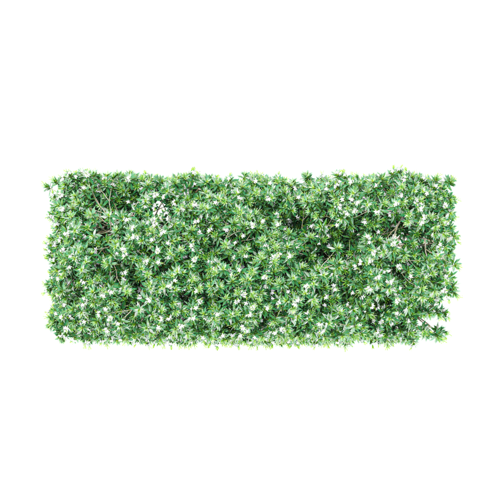 Green Tabernaemontana divaricata Plant isolated on transparent Canvas from top view png