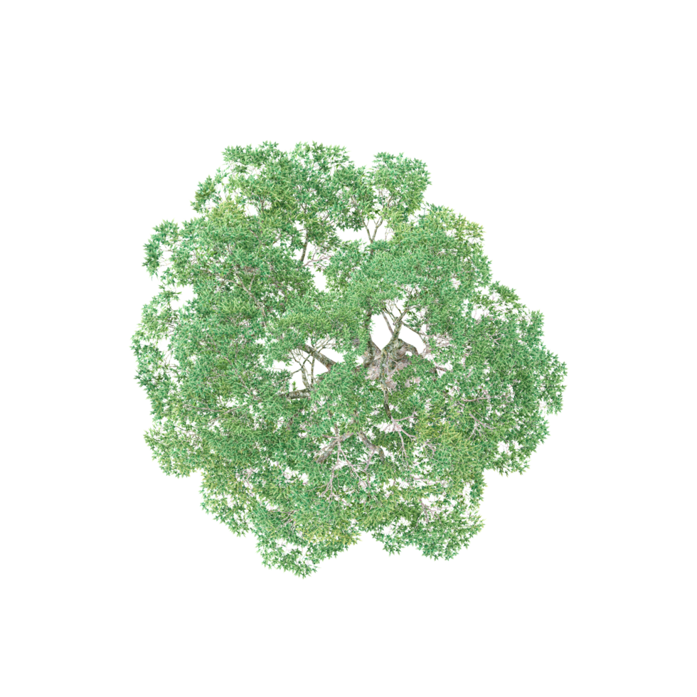 collection of White Poplar Tree in pot with realistic style from top view png