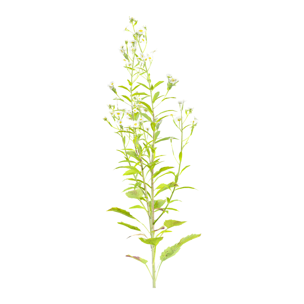 3d illustration of Horseweed trees isolated on transparent Canvas png